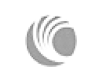 cambium